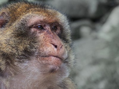 Perdu dans ses pensées_10557778636_l.jpg